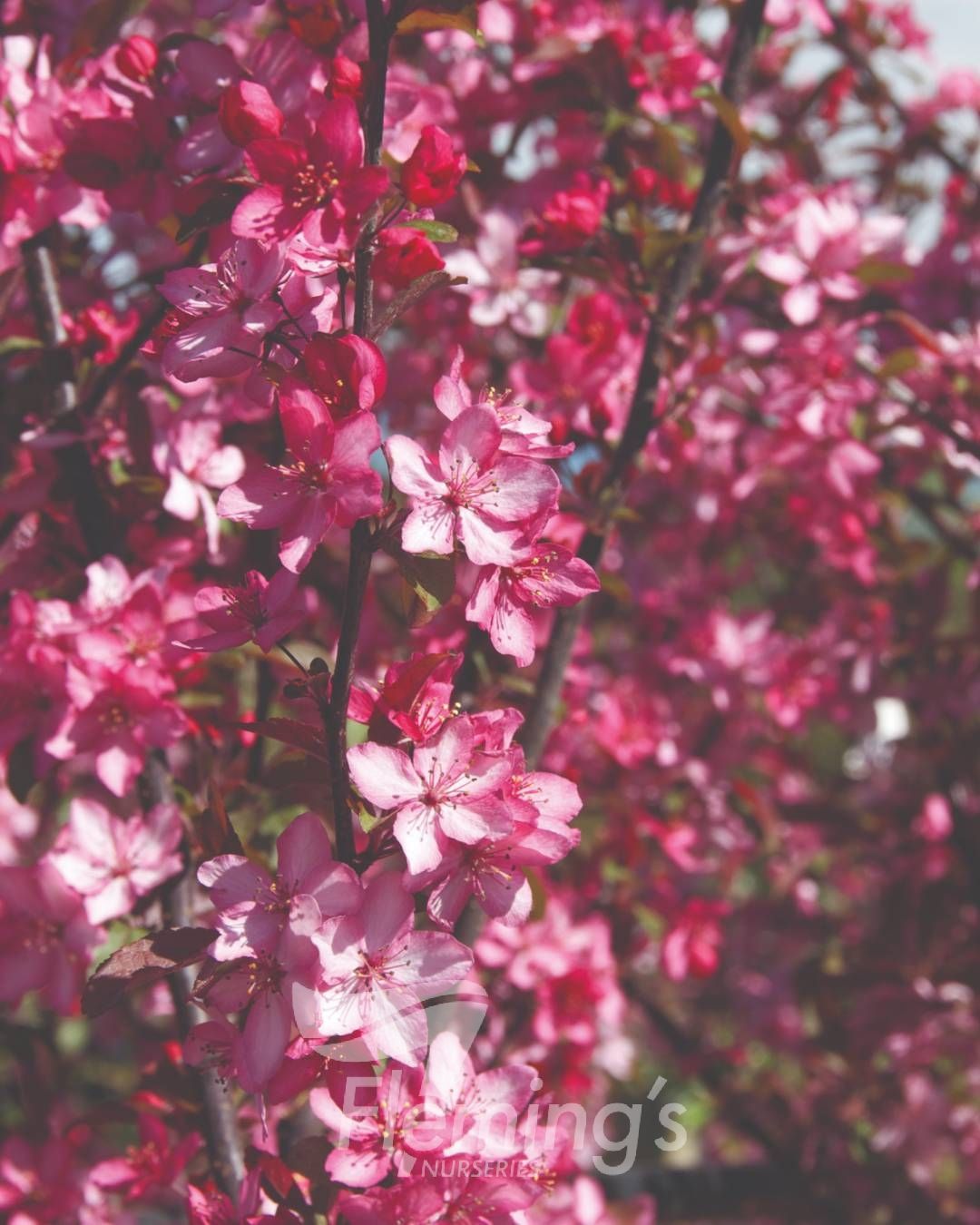 Malus 'JFS-KW5' - Royal Raindrops