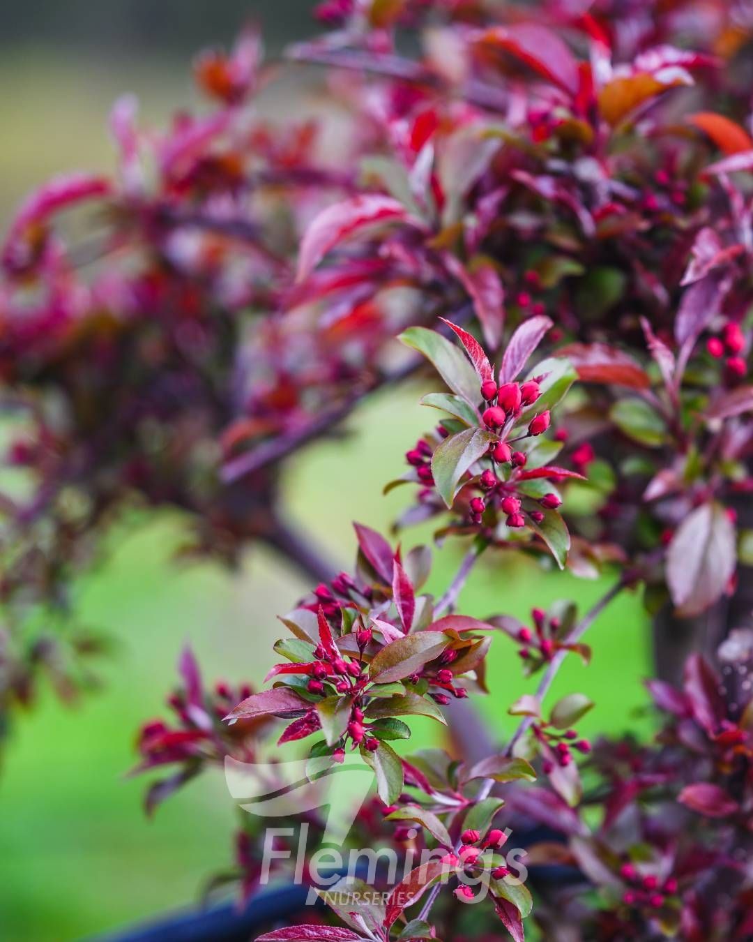 Malus 'JFS-KW5' - Royal Raindrops - Image 4