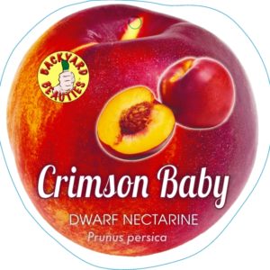 Nectarine – Crimson Baby DWARF
