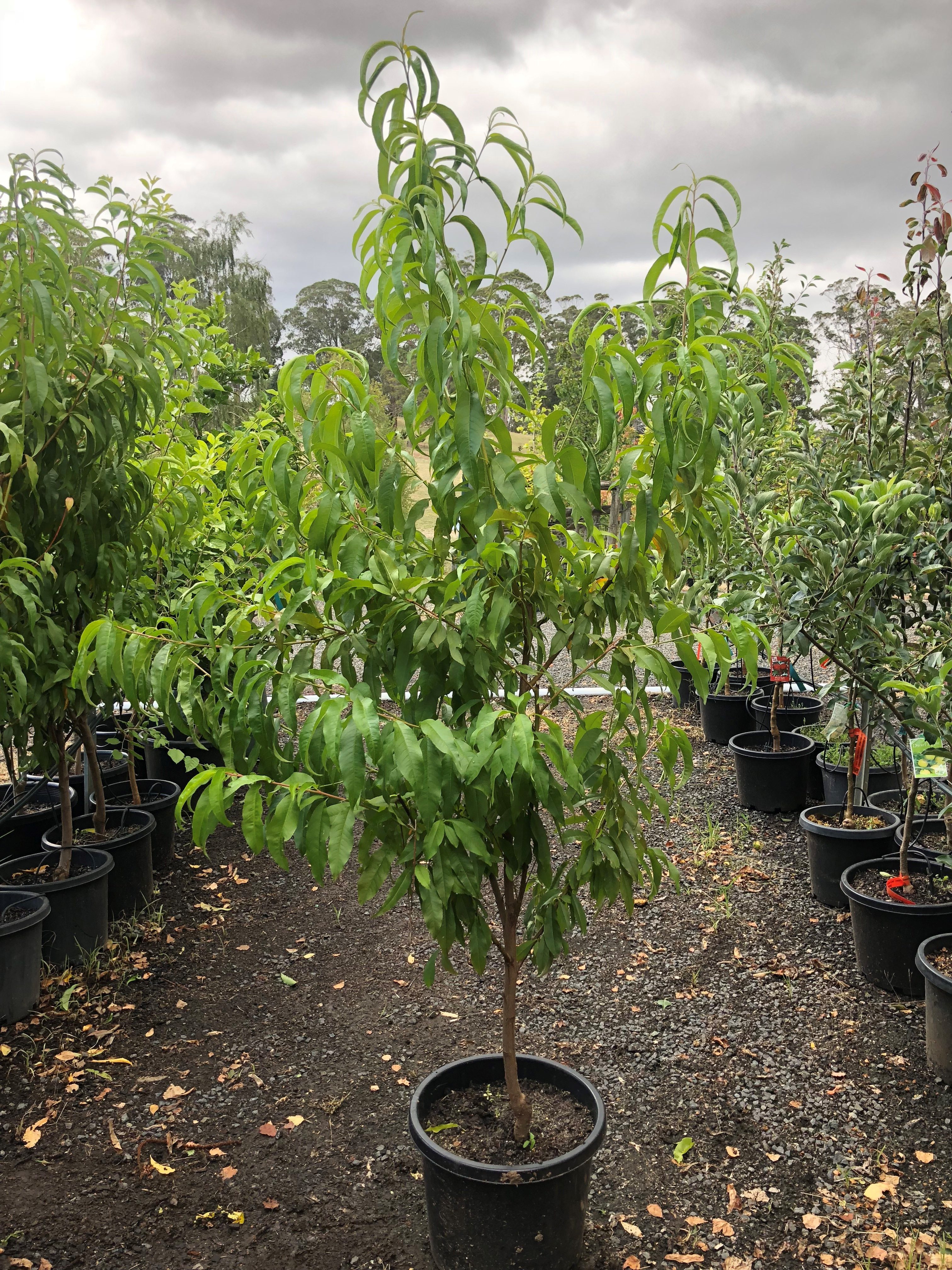 Peach - Golden Queen - Blerick Tree Farm