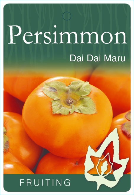 Persimmon - Dai Dai Maru