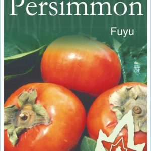 Persimmon - Fuyu