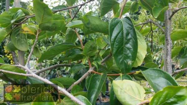 Persimmon - Fuyu - Image 2