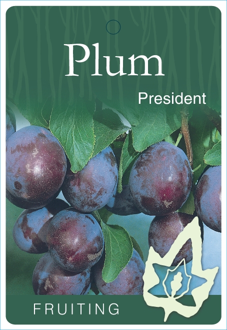 Plum &ndash; President - Blerick Tree Farm