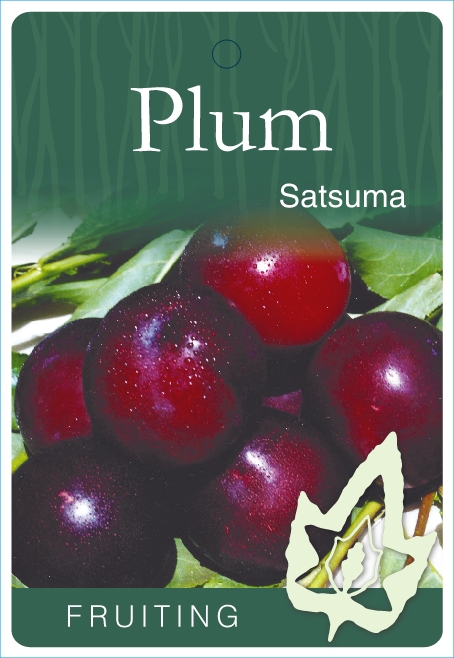 Plum – Satsuma - Blerick Tree Farm