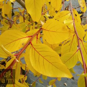 Populus (Poplar)