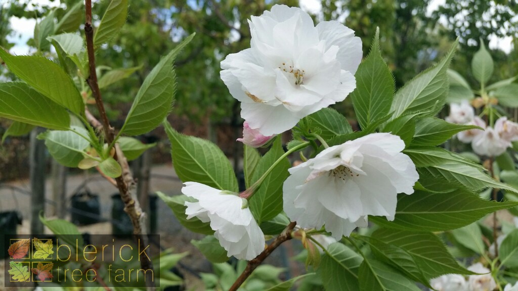 Mt Fuji Flowering Cherry Prunus Shirotae Blerick Tree Farm