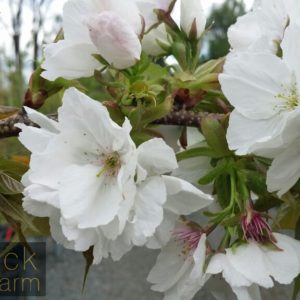 Prunus (Flowering Almond, Apricot, Cherry, Peach, Plum)