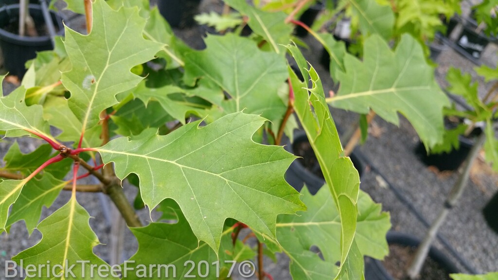 Quercus rubra - Red Oak - Blerick Tree Farm