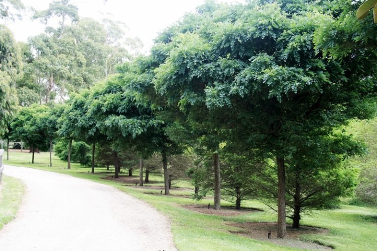 Robinia pseudoacacia 'Umbraculifera' Mop Top Blerick Tree Farm
