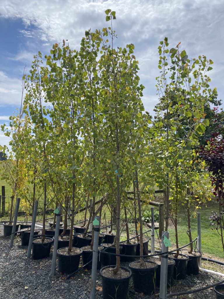 Populus WA Evergreen Blerick Tree Farm