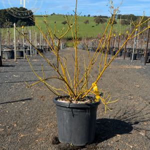 Cornus serica - Flaviramea - Yellow Twig Dogwood