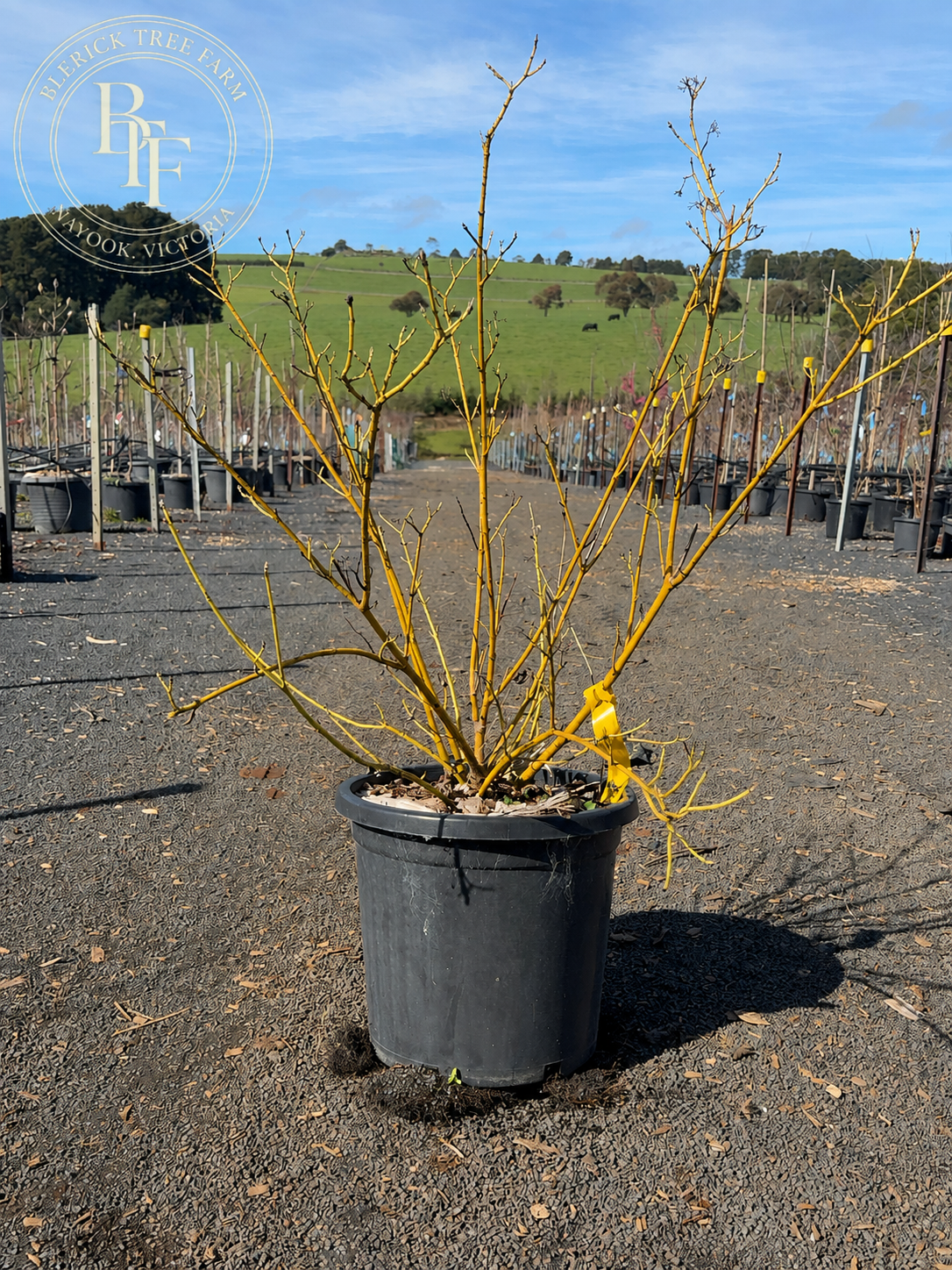 Cornus serica - Flaviramea - Yellow Twig Dogwood