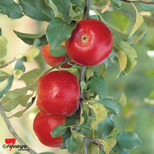 Crimson Crisp Apple Tree