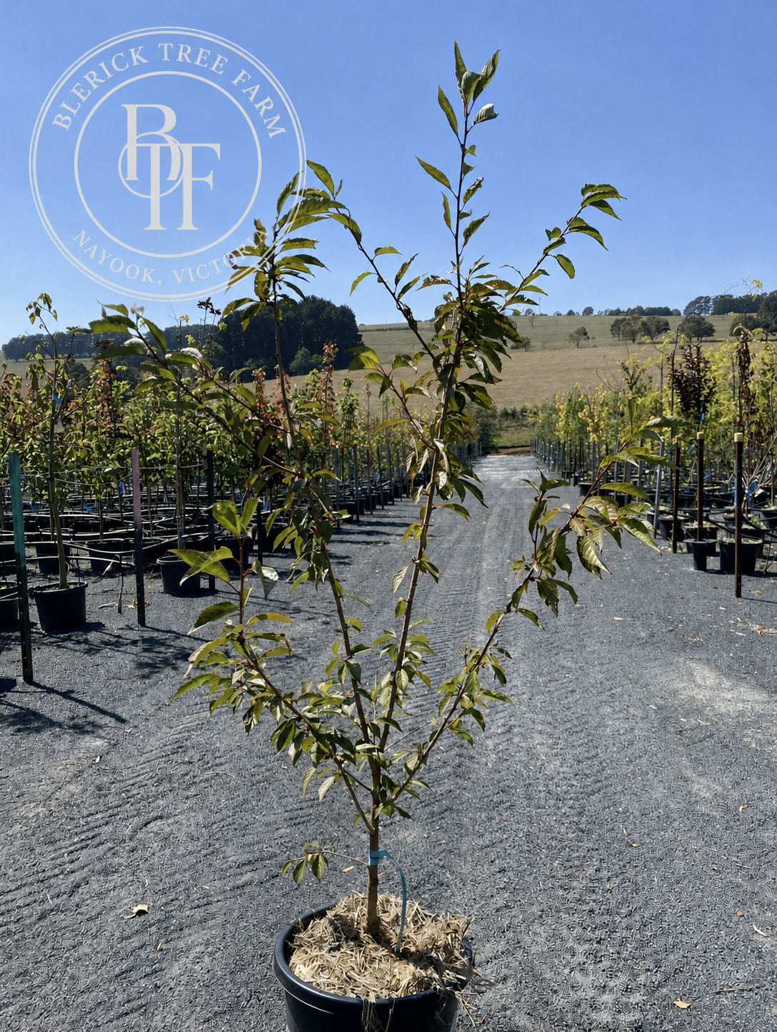 Prunus - Okame - Image 2