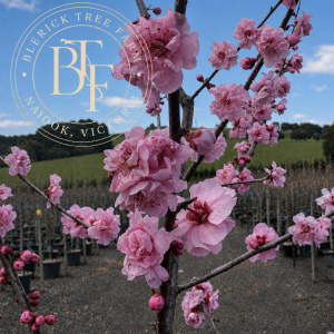 Prunus x blireana - Pink Flowering Plum