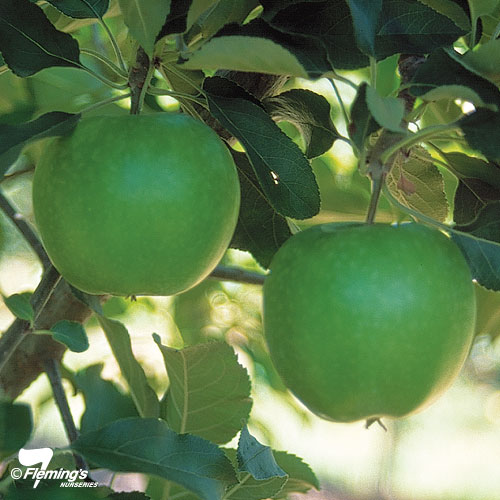 Buy Granny Smith Apple Trees bare rooted trees