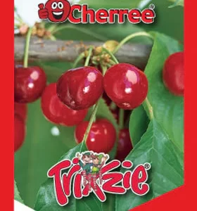 Cherry - Trixzie® Miniature Black Cherree®