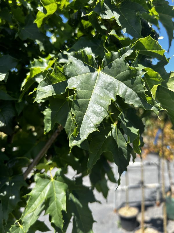 Acer platanoides 'Globosum' - Standard Norway Maple / Designer Maple - Image 2
