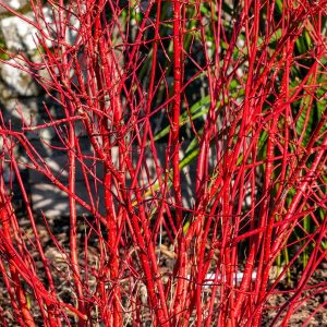 Cornus serica f. baileyi - Red Twig Dogwood