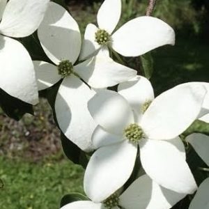 Cornus kousa - Weaver's Weeping