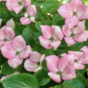 Cornus kousa satomi - Pink Flowering Dogwood