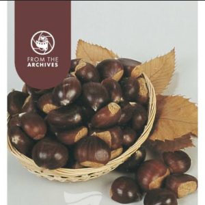 Chestnut - Flemings Prolific