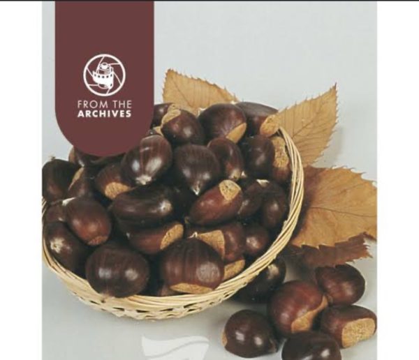 Chestnut - Flemings Prolific