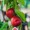 Nectarine - Arctic Rose