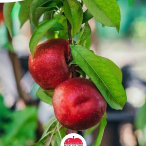 Nectarine - Arctic Rose