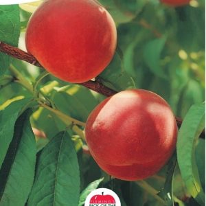 Peach - Tasty Zee
