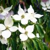 Cornus kousa var. chinensis