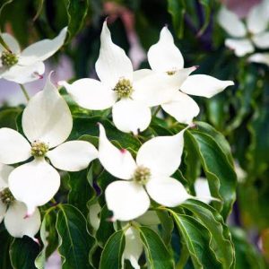 Cornus kousa var. chinensis