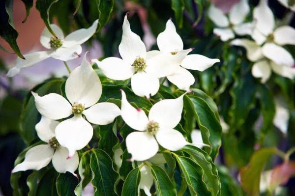 Cornus kousa var. chinensis
