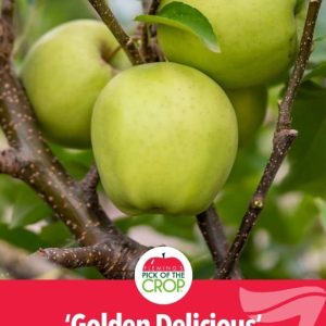 Apple - Golden Delicious