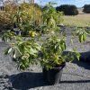 Cornus serica - Flaviramea - Yellow Twig Dogwood - Image 2