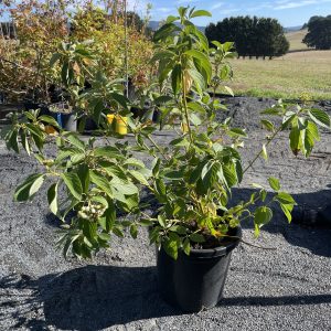 Cornus serica - Flaviramea - Yellow Twig Dogwood