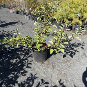 Cornus serica f. baileyi - Red Twig Dogwood