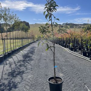 Cornus nuttallii - Pacific Dogwood