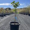 Syringa vulgaris 'Congo' - Purple Flowering Lilac - Image 3
