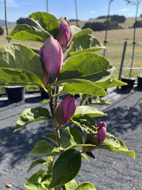Magnolia - Cleopatra - Image 2