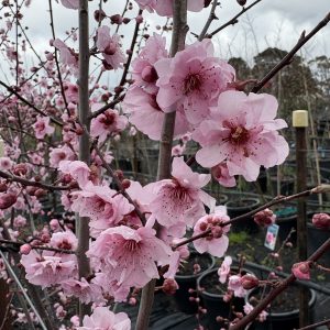 Prunus x blireana - Pink Flowering Plum