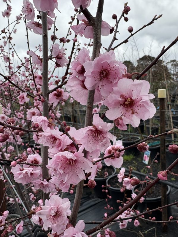 Prunus x blireana - Pink Flowering Plum