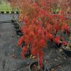 Acer palmatum dissectum - Viridis - Green Weeping Maple - Image 2