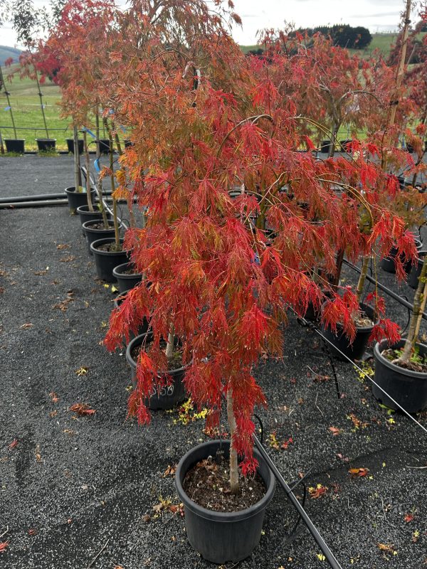 Acer palmatum dissectum - Viridis - Green Weeping Maple - Image 2