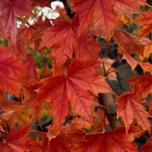 Acer truncatum x Acer platanoides 'Warrenred' Pacific Sunset