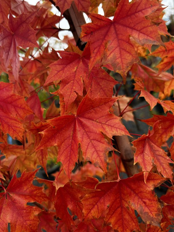 Acer truncatum x Acer platanoides 'Warrenred' Pacific Sunset