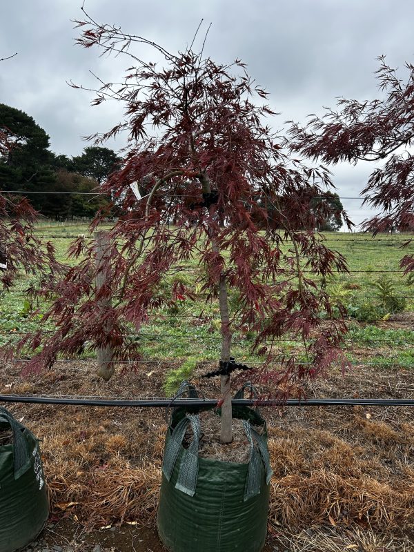 Acer palmatum dissectum atropurpureum - Red/Purple Weeping Japanese Maple