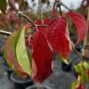 Cornus - Eddie's White Wonder - Image 2