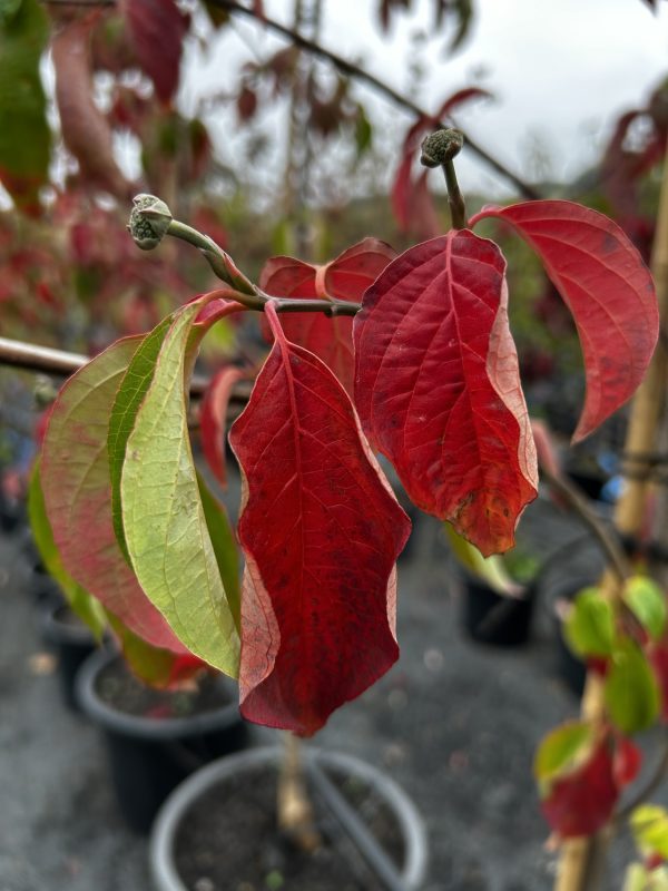Cornus - Eddie's White Wonder - Image 2